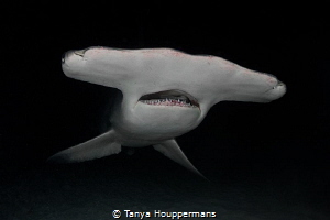 Alien Encounter
The Great Hammerhead shark is one of the... by Tanya Houppermans 
